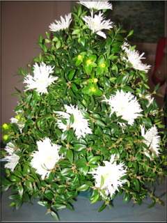 Boxwood Christmas Tree with White Blooms