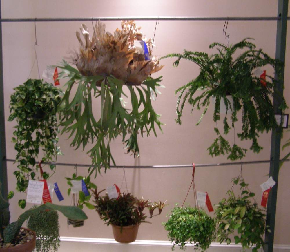 Hanging plants on display