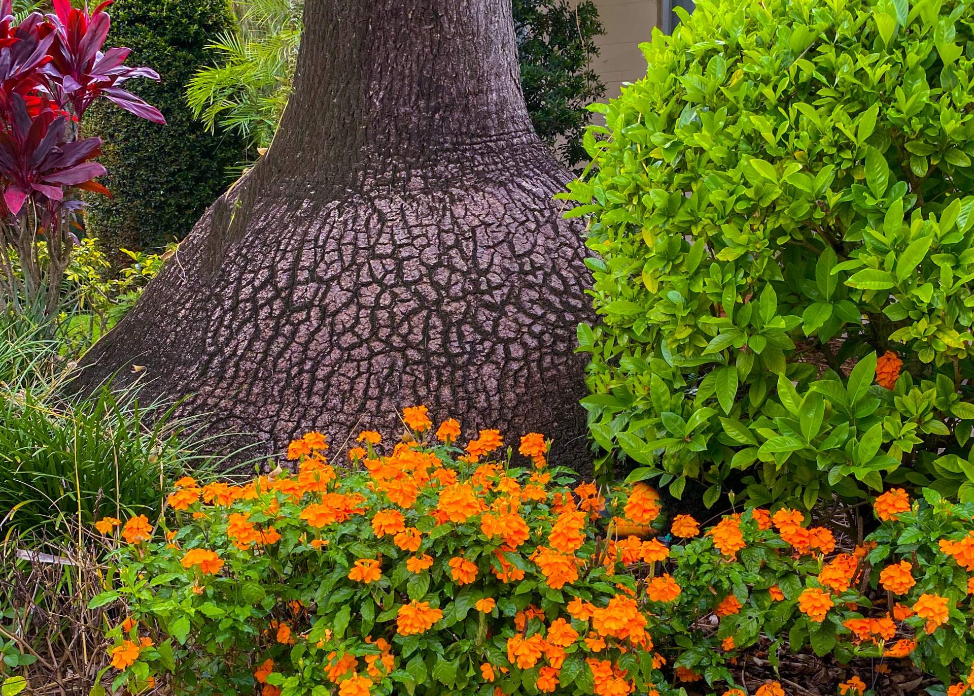 Base of a tree with orange flowers and green plants
