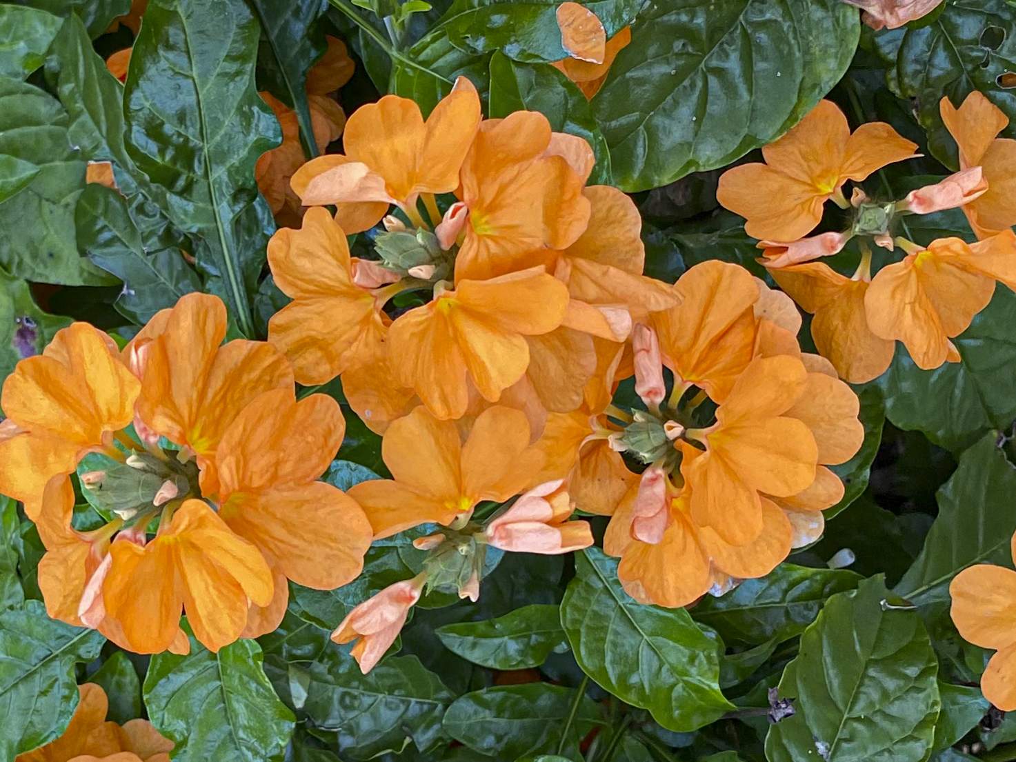 Orange Crossandra plant