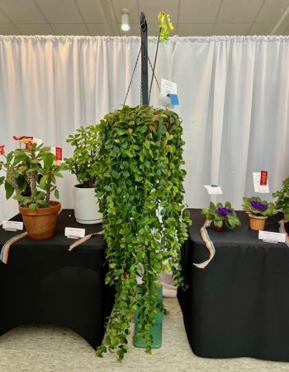 2024 Flower Show00018