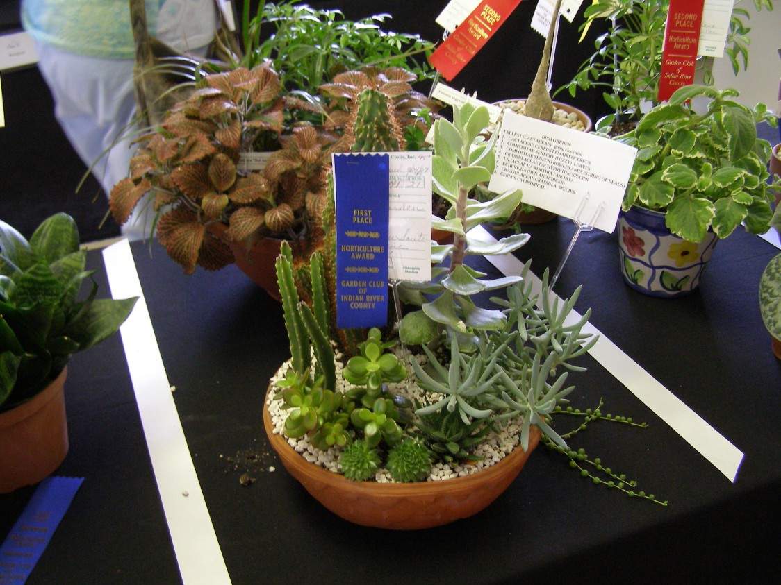 First Place award for cactus plant