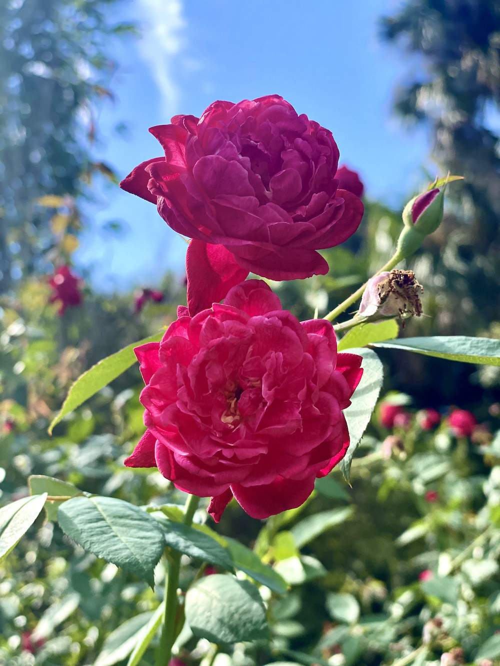 Garden-Club-IRC-2022-b00004