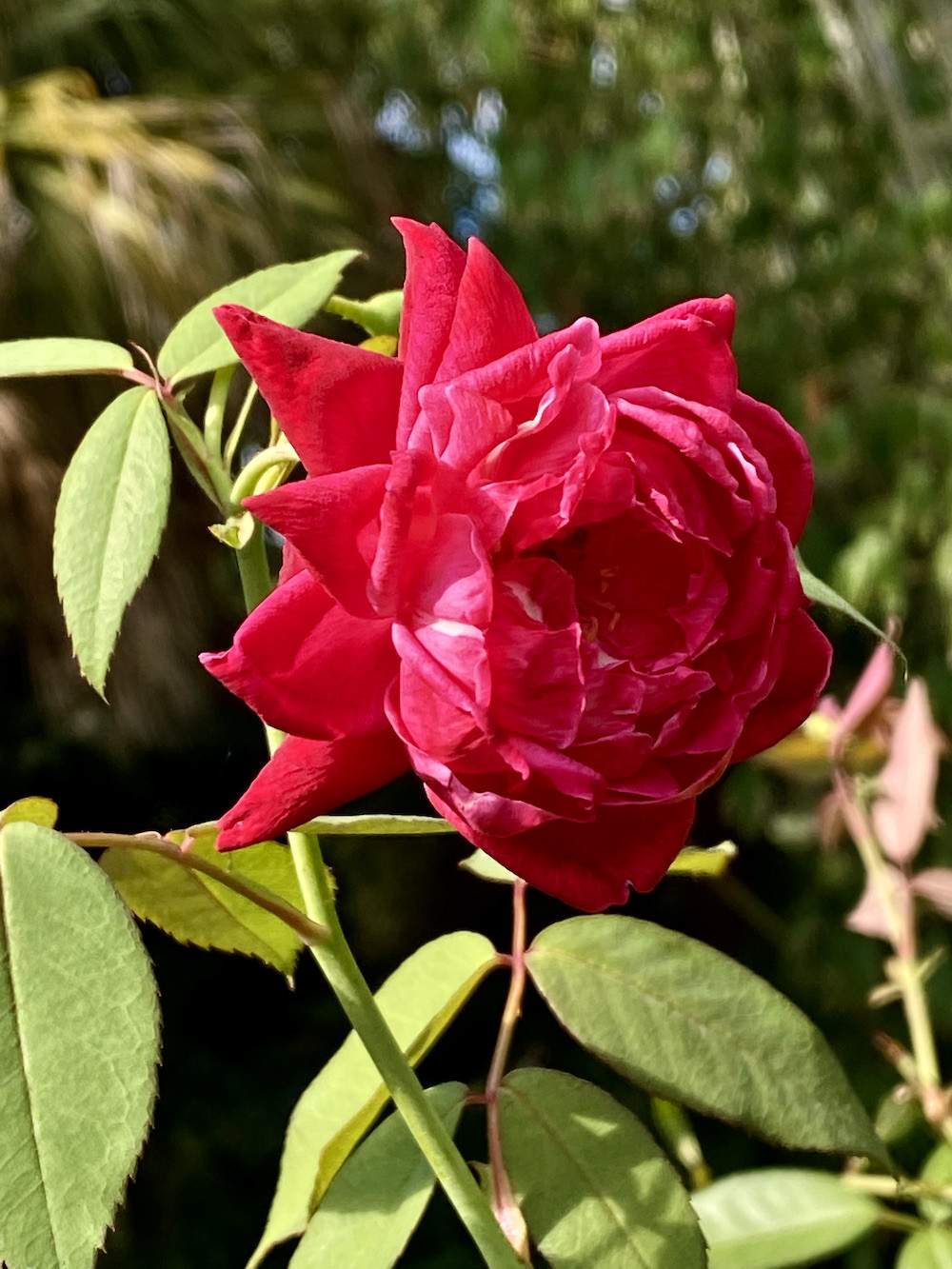 Garden-Club-IRC-2022-b00005