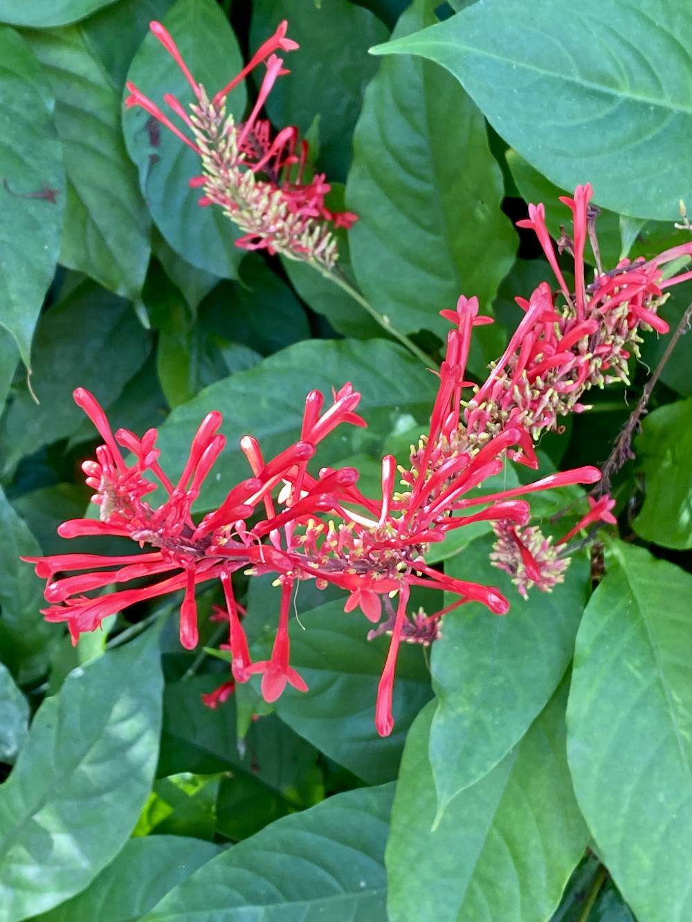 Garden-Club-IRC-2022-b00006