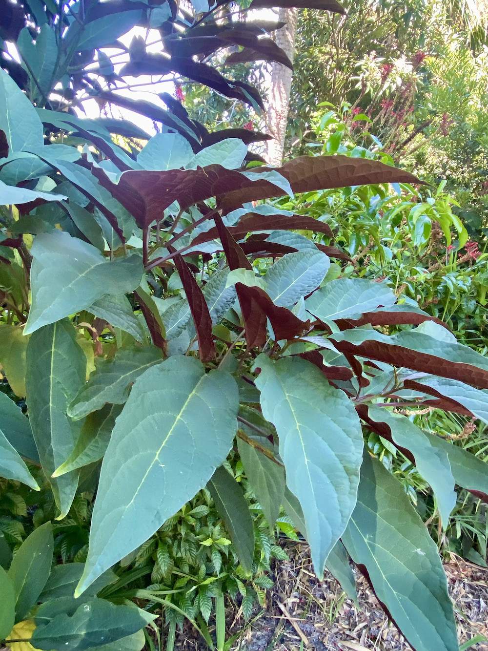 Garden-Club-IRC-2022-b00008