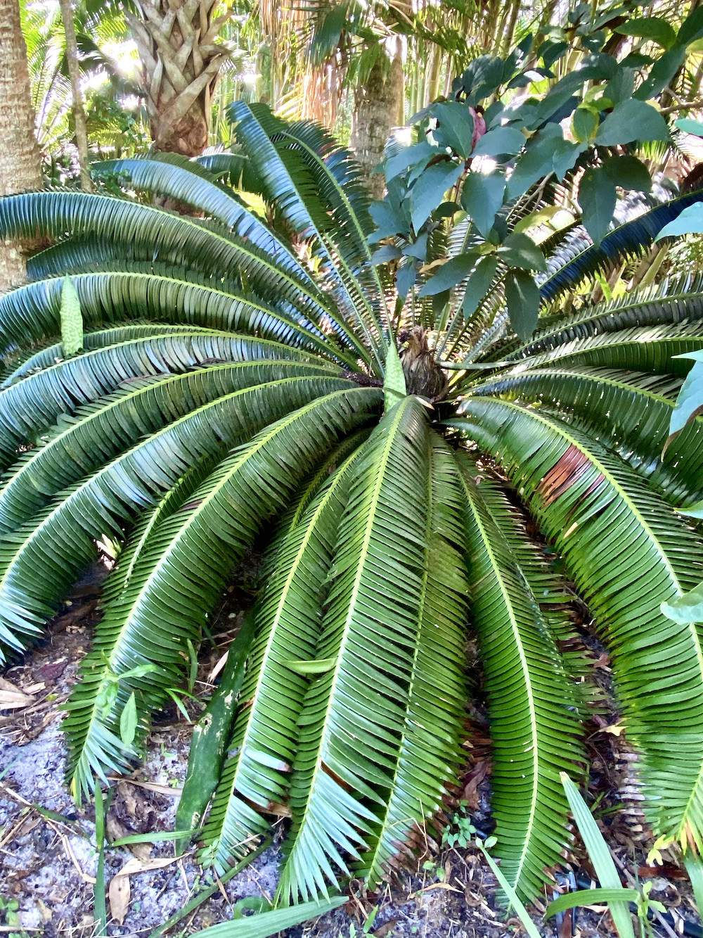 Garden-Club-IRC-2022-b00009