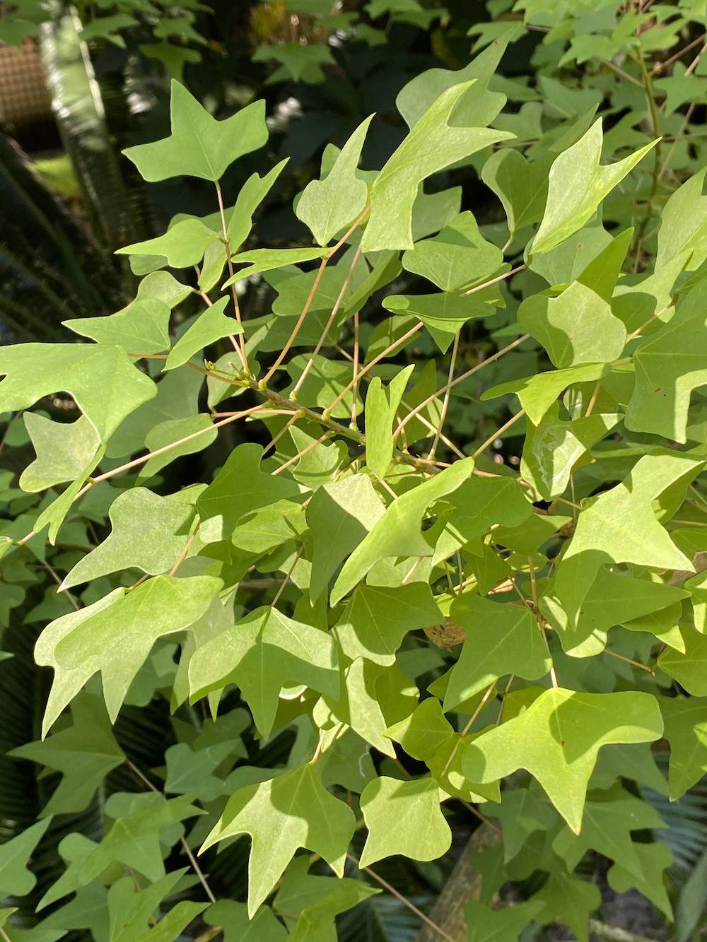 Garden-Club-IRC-2022-b00010