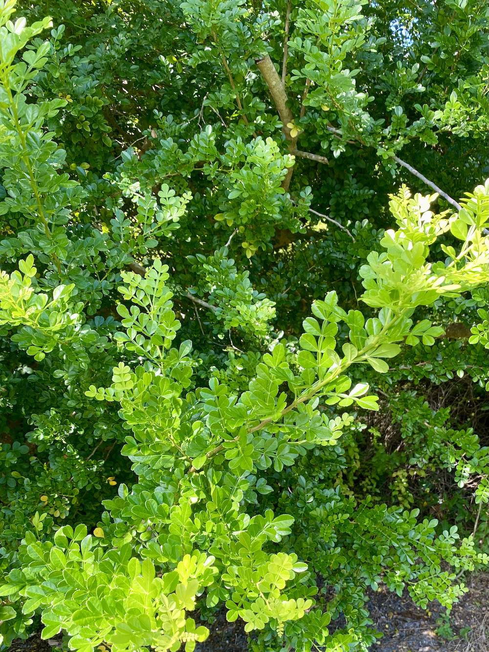 Garden-Club-IRC-2022-b00013