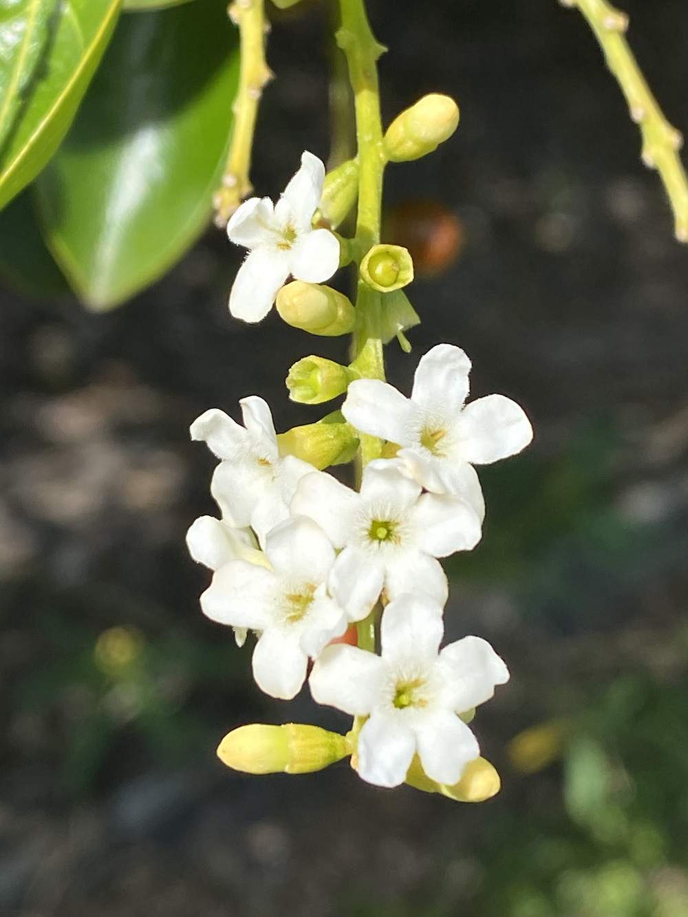 Garden-Club-IRC-2022-b00014