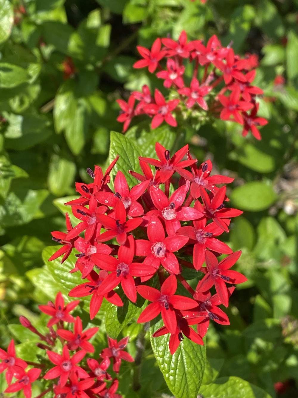 Garden-Club-IRC-2022-b00015