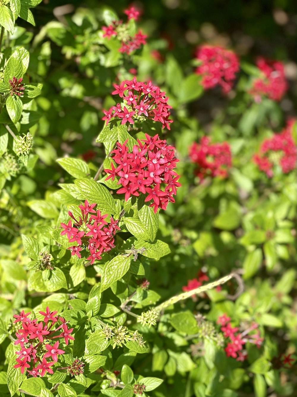 Garden-Club-IRC-2022-b00016
