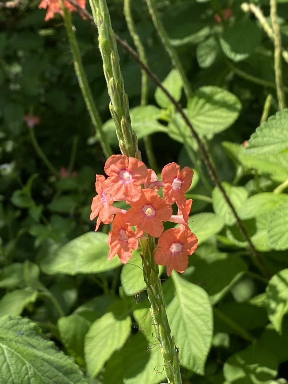 Garden-Club-IRC-2022-b00017