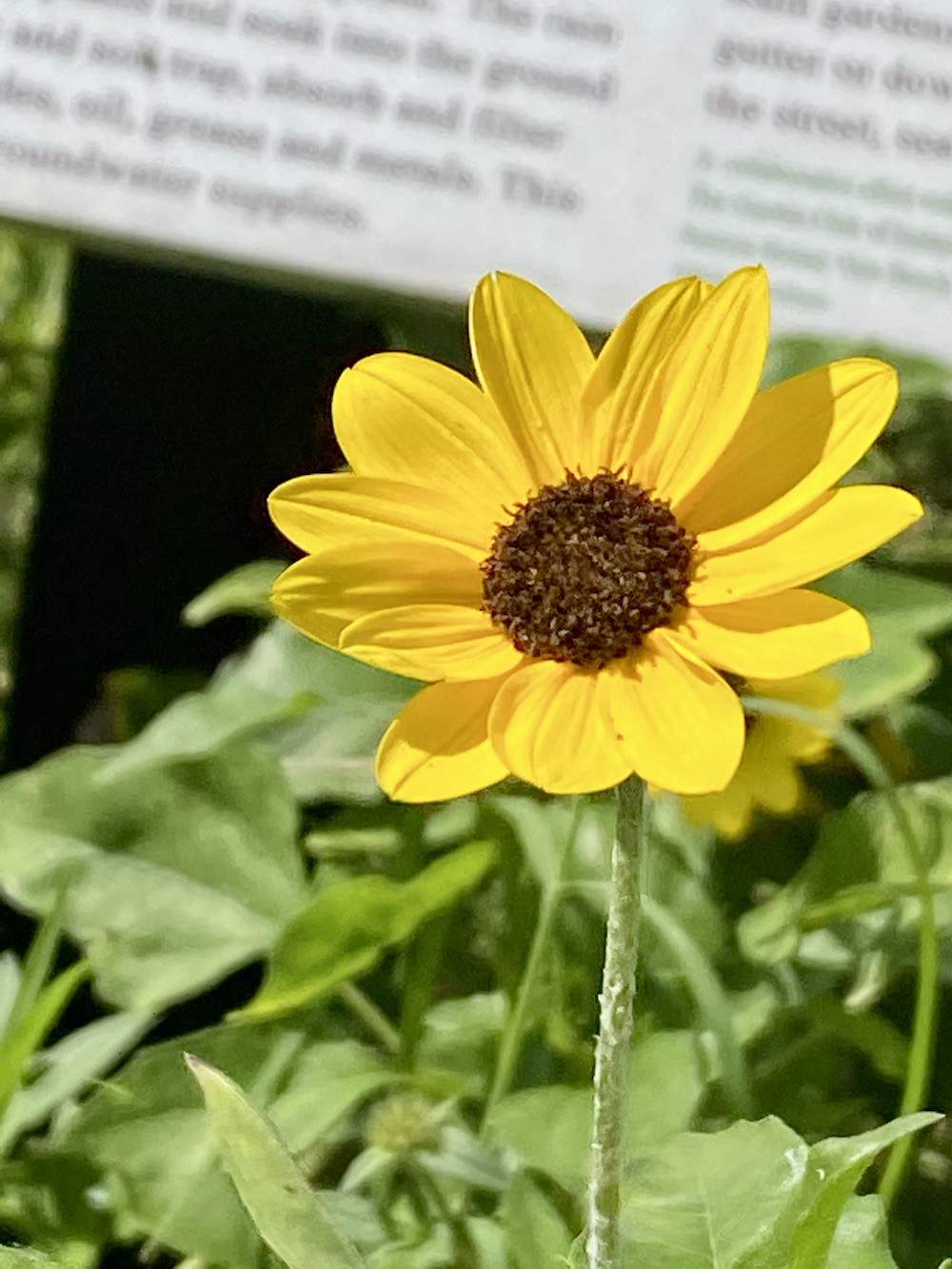 Garden-Club-IRC-202200003