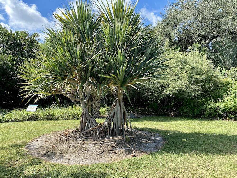 Garden-Club-IRC-202200004