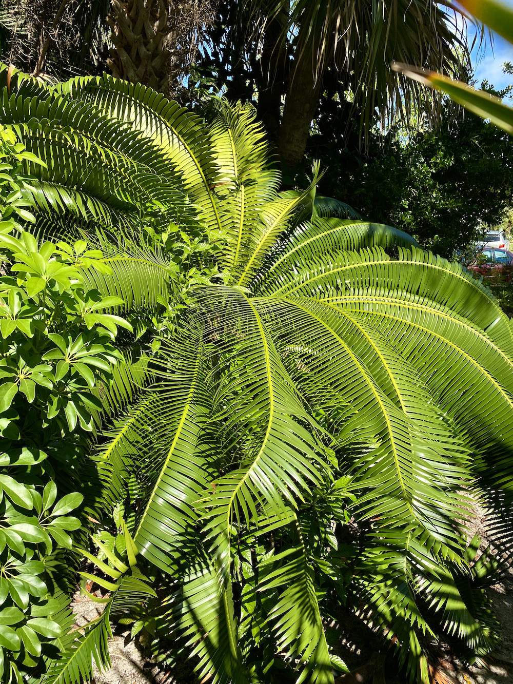 Garden-Club-IRC-202200006