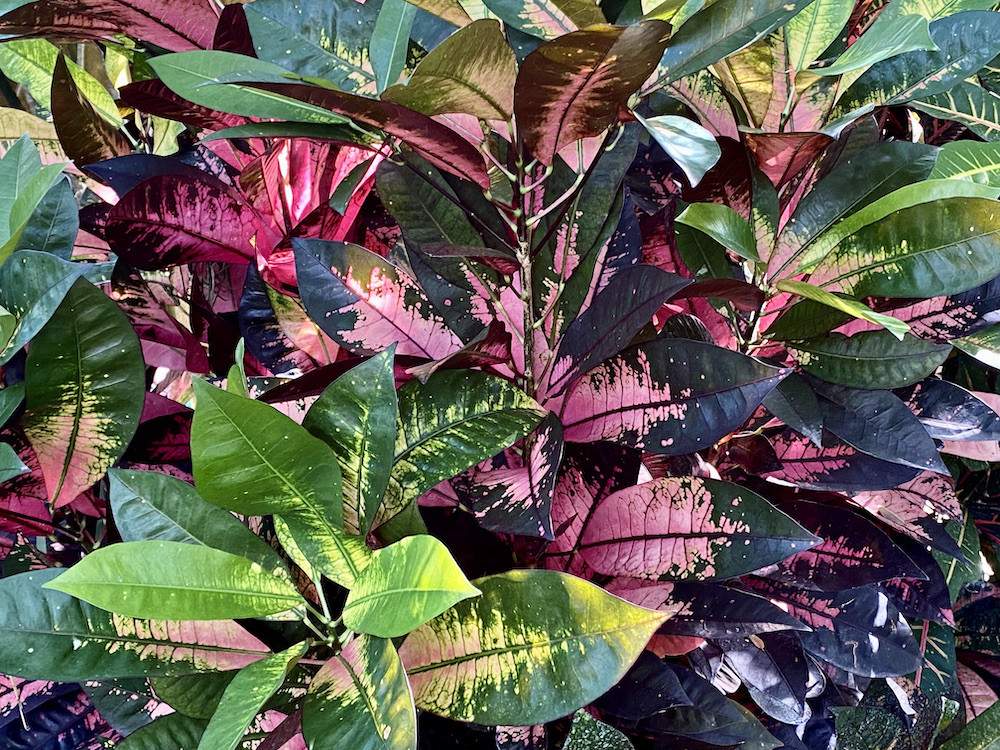 Garden-Club-IRC-202200010