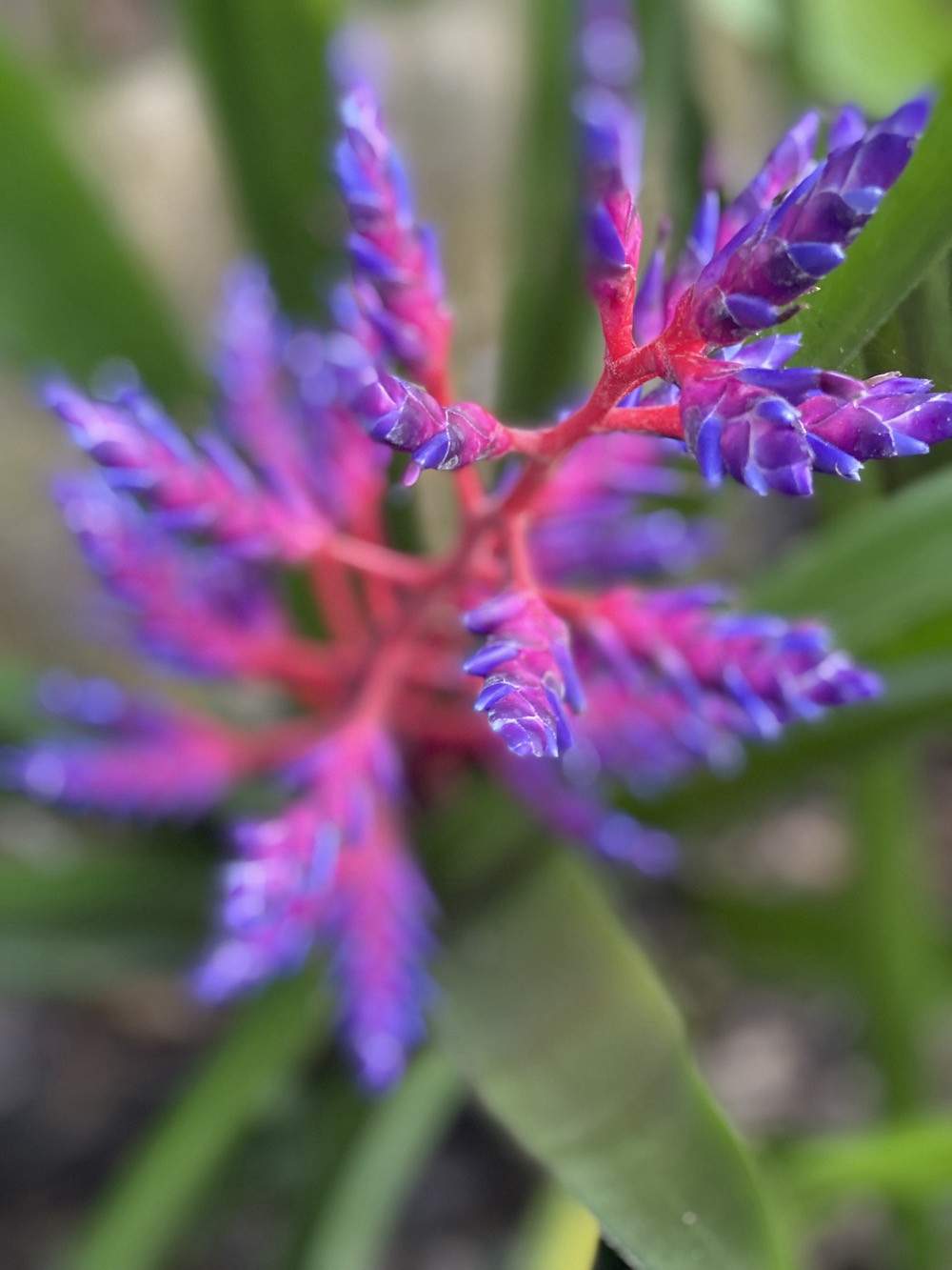 Garden-Club-IRC-202200012