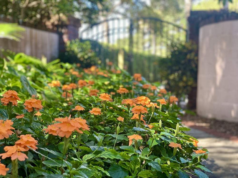 Garden-Club-IRC-202200014