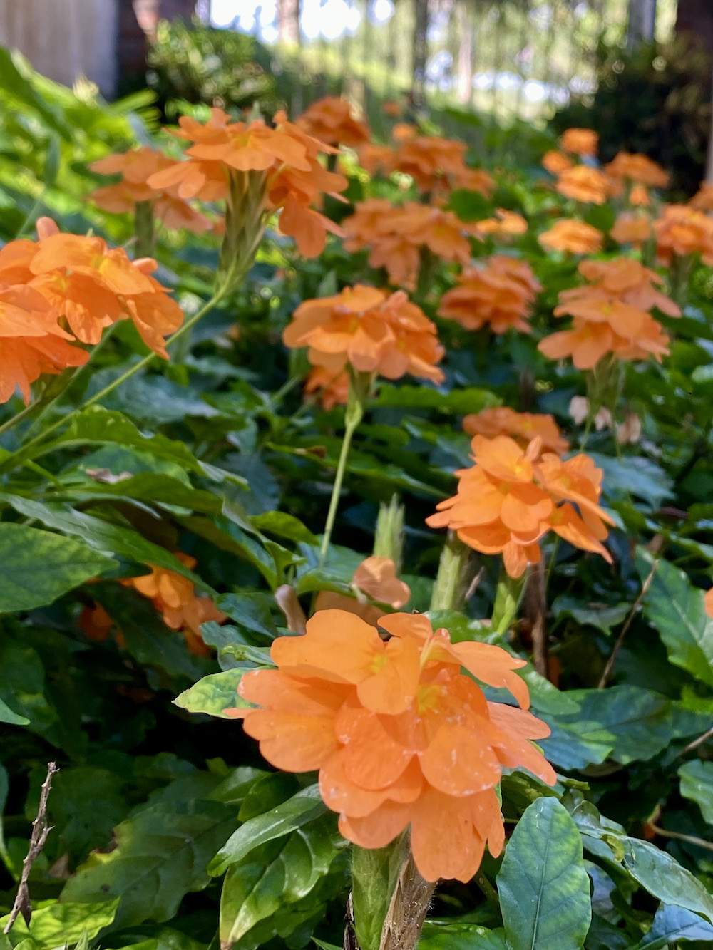 Garden-Club-IRC-202200016
