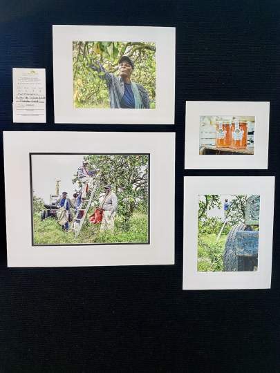 Garden-Club-Indian-River-County-Flower-Show-202200001