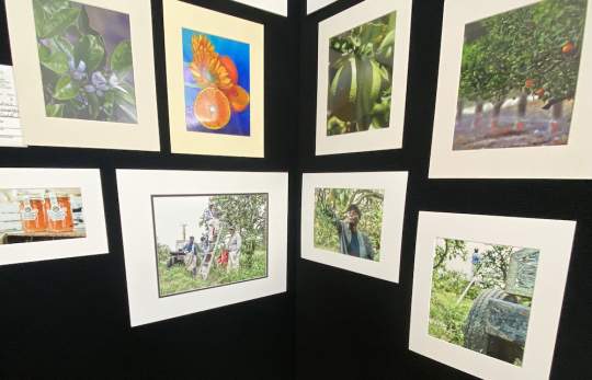 Garden-Club-Indian-River-County-Flower-Show-202200003