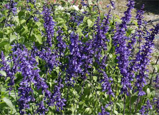 Gardenfest 2024 Photos00002