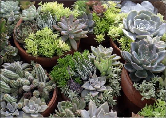 Gardenfest 2024 Photos00006.JPG