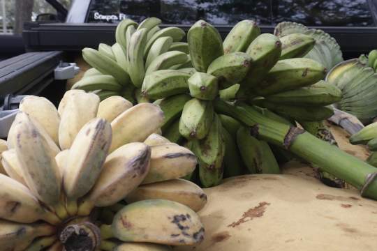 Gardenfest 2024 Photos00007.JPG