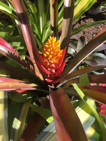 Gardenfest 2024 Photos00017.JPG