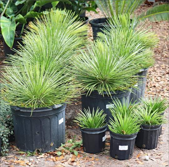 Gardenfest 2024 Photos00026