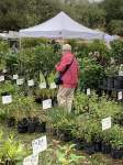Man with red jacket walking through rows of plants at gardenfest