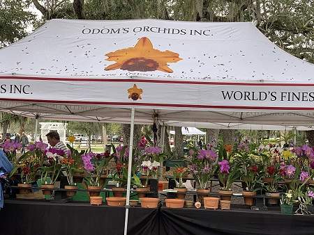 Odums Orchid tent covering pots of flowers sitting on tables