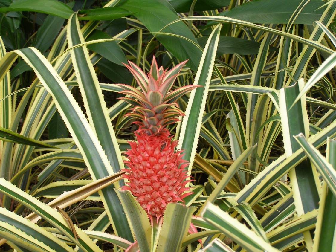 Red Pineapple in a field