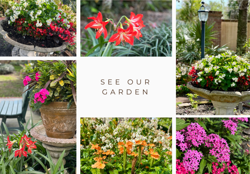 see our garden